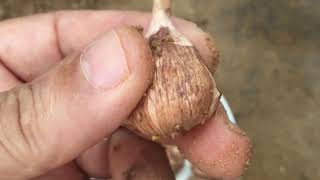 How to plant freesia bulbs [upl. by Hut716]