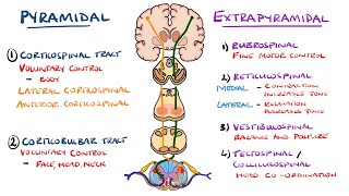 Extrapyramidal and Pyramidal Tracts  Descending Tracts of the Spinal Cord  Includes Lesions [upl. by Hammock]