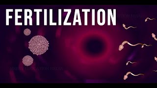 WHAT IS FERTILIZATION [upl. by Esir228]