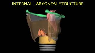 Larynx Animation [upl. by Airrotal]