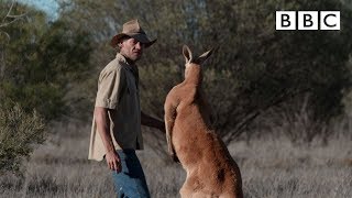 Dont mess with Roger the Kangaroo  Kangaroo Dundee  BBC [upl. by Hgielsa]