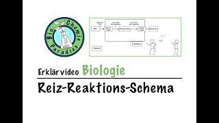 Erklärvideo Biologie – ReizReaktionsSchema [upl. by Kellsie264]