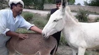 Horse Mating Awsome😮 Horse With Donkey ⚡👈 Horse Breeding horse [upl. by Latsyrk952]