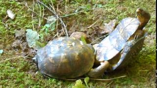 Box Turtles Mating Graphic Part 1 of 3 [upl. by Zulch]