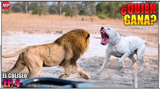 Dogo Argentino VS León  ¿Quién ganaría  Batallas de Animales Ep 4 [upl. by Adis]