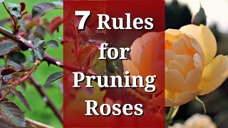 7 Rules for Pruning Roses [upl. by Giardap943]