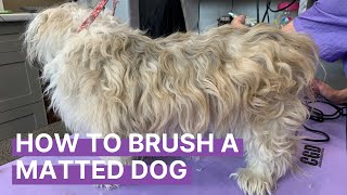 How to Brush Out a Matted Dog [upl. by Gnilrad]