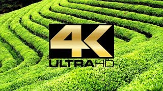 4K ULTRA HD  Darjeeling Tour [upl. by Airlia]