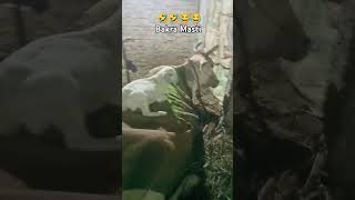 Gau Mata aur goat Masti 🤣🤣 🤣🤣😂🤣 comedy funny comedysoundeffects 😂😂🤗🤗🤗🤗 [upl. by Kory]