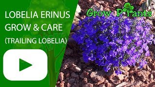 Lobelia erinus  grow and care Trailing lobelia flowers [upl. by Girardi]