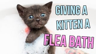 How to Give a Kitten a Flea Bath [upl. by Aicenert300]