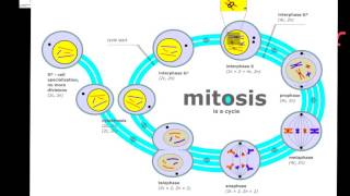 Cell Division Prokaryotic vs Eukaryotic [upl. by Wilek]