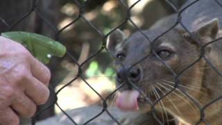 Hansel the Fossa [upl. by Oicinoid136]