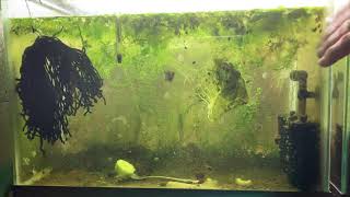 Scuds Daphnia Cherry Shrimp Copepods My aquatic food culture [upl. by Fulton]