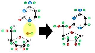 Biochemistry  Structure of nucleotides and nucleosides [upl. by Gisella]