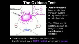 Microbiology Oxidase Test [upl. by Anael406]