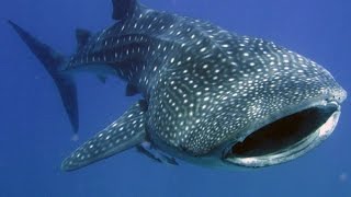 Facts The Whale Shark [upl. by Savinirs]