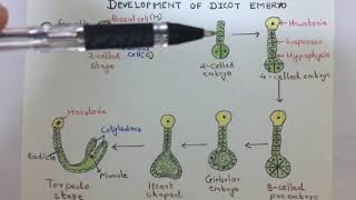 Development of dicot embryo [upl. by Neelyt]