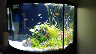 New Aquarium Update Aqueon 36 Gallon Bowfront Ensemble [upl. by Senzer]