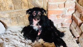 Rescued sick dog with 5 puppies [upl. by Radcliffe]