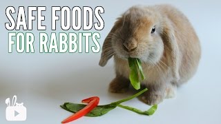 SAFE FOODS FOR RABBITS [upl. by Hardigg]