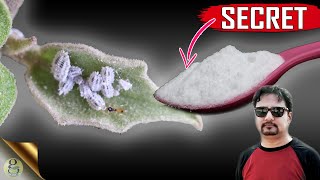 SECRET BAKING SODA HACK  The Most Powerful Organic Pesticide Mixture [upl. by Yahsram]