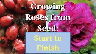 Grow Roses from Seed Start to Finish [upl. by Aerdnas147]