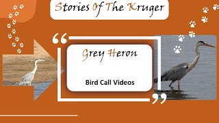 Grey Heron Ardea cinerea Bird Call amp Video Kruger National Park  Stories Of The Kruger [upl. by Aitnas]