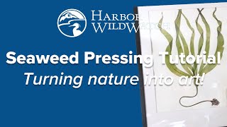 Seaweed Pressing Tutorial [upl. by Adai]