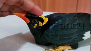 hill myna bird training  Talking Myna sound hatching [upl. by Alard]