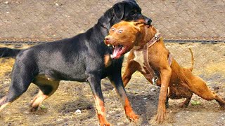 Pitbull VS Rottweiler  Rottweiler VS Pitbull  Real Fight [upl. by Elliott]