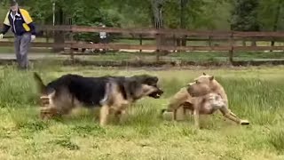 German Shepherd Attacks Pitbull OFF LEASH PARK [upl. by Eleni]