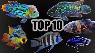 Top 10 Cichlid Tank Setups amp Stocking Ideas [upl. by Ahsrat]