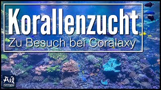 Wie funktioniert eine Korallenzucht Zu Besuch bei Coralaxy  AquaOwner [upl. by Nnoved]