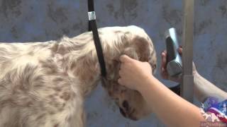 Grooming the Show Style English Setter with Irina Pina Pinkusevich [upl. by Yelrac]