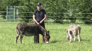 Donkey Training How To Halter The Naughty Donkey [upl. by Keheley]