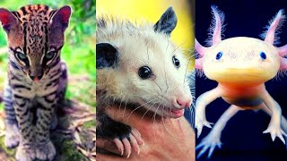 30 Animales Endémicos de México🐻 [upl. by Shaina417]