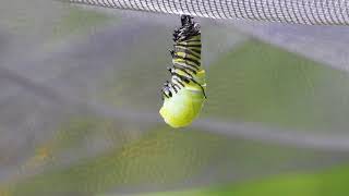 Chenille du papillon monarque en transformation Monarch butterfly caterpillar in transformation [upl. by Trula]