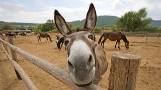 Funny Cute Donkeys To Make You Smile [upl. by Tunk391]