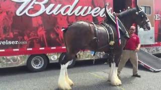 Image Makeover for Budweisers Clydesdales [upl. by Leandra637]