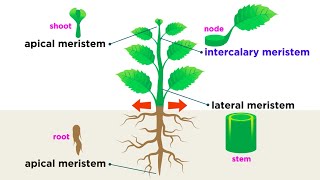 Types of Plant Cells [upl. by Ynohtona]