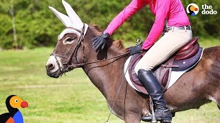 Donkey Loves Jumping With Her Mom  The Dodo [upl. by Lorrin93]