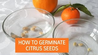 How To Germinate Citrus Seeds  Grow Citrus Trees From Seed [upl. by Sanfourd245]