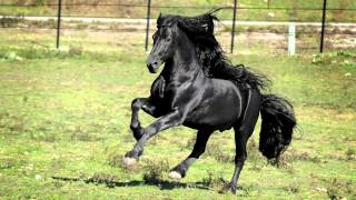 WORLD FAMOUS FRIESIAN STALLION [upl. by Assillam]