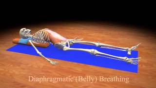 Diaphragmatic Belly Breathing [upl. by Diraj]