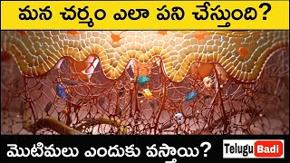 How Your Skin Works Explained in Telugu  Skin Function Structure  Best Health Videos Telugu Badi [upl. by Sirron92]