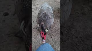 Sound of a Male Muscovy Duck [upl. by Henricks]