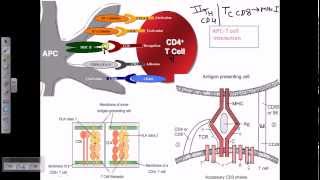 Function of MHC molecules [upl. by Georgetta]