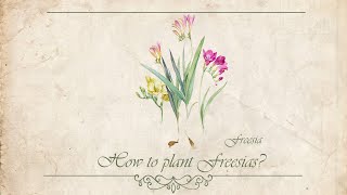 How to plant Freesias [upl. by Alletneuq]