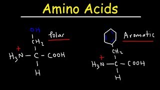 Introduction to Amino Acids [upl. by Alikee]